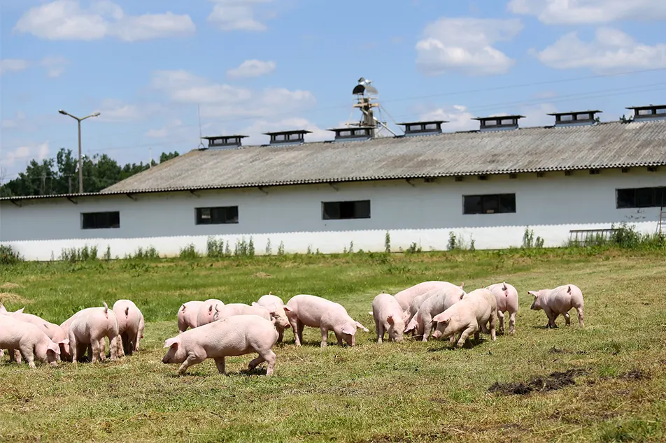 Moderne svinefarm lidt ikke disse 6 griseudstyr