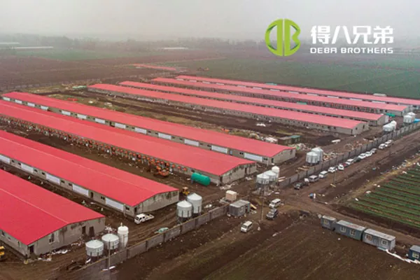 ãFuld linje projektãShandong Zhucheng4800 søer farm