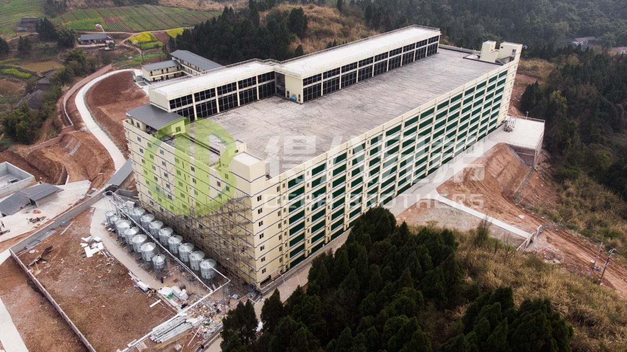 Hvordan man kan forbedre miljøkvaliteten i moderne svinefarmsdesign