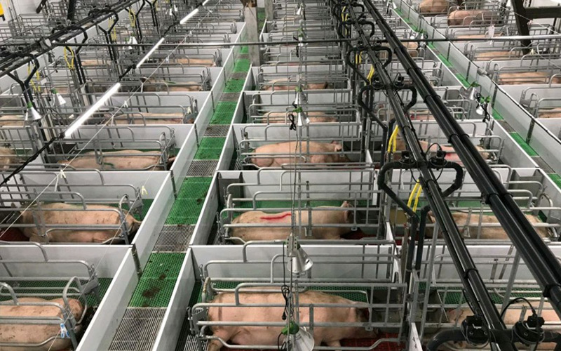 Præcis ernæring og videnskabelig ledelse: Styrk effektiv avl af drægtige søer — Debabrother hjælper svinefarme med at forbedre kvalitet og effektivitet