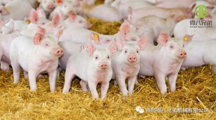 Forbedring af Pig Farm Animal Welfare – Kina udgave