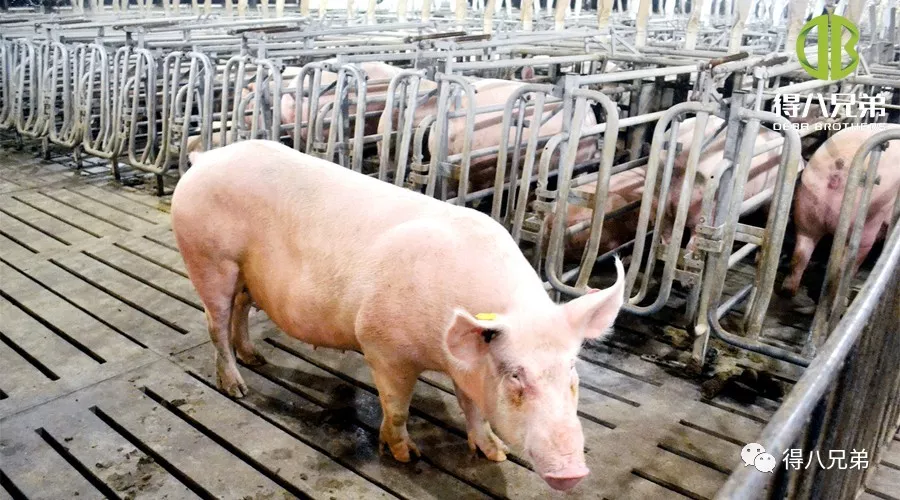 Virkninger af fermenteret foder på drægtige søer