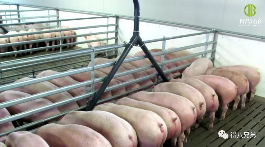 Forskningsstatus for fermenteret foder i Kina