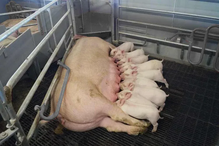 Global Pig Price Recovery styrker tilliden til investeringer i landbrugsudstyr