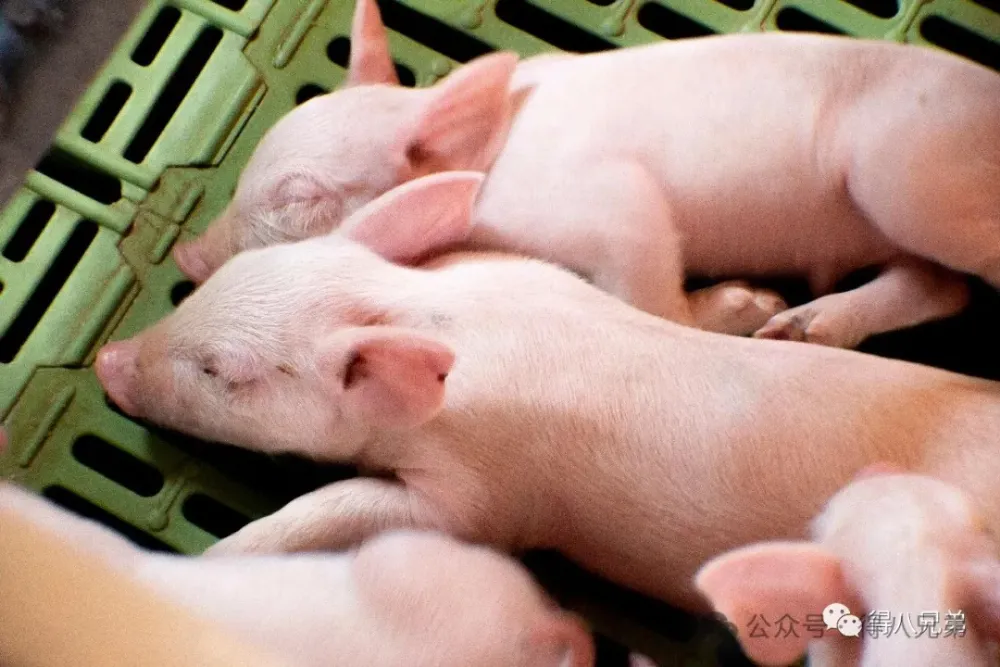 Lift Farrowing Crate